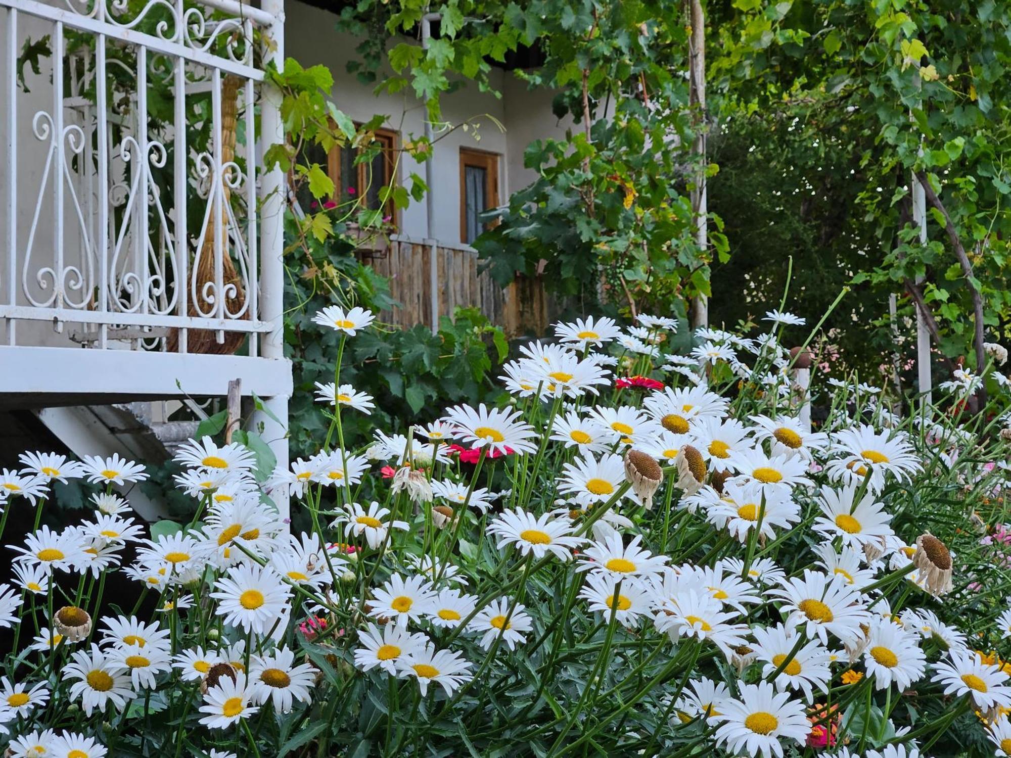 Guest House Aleksandre T'mogvi Esterno foto