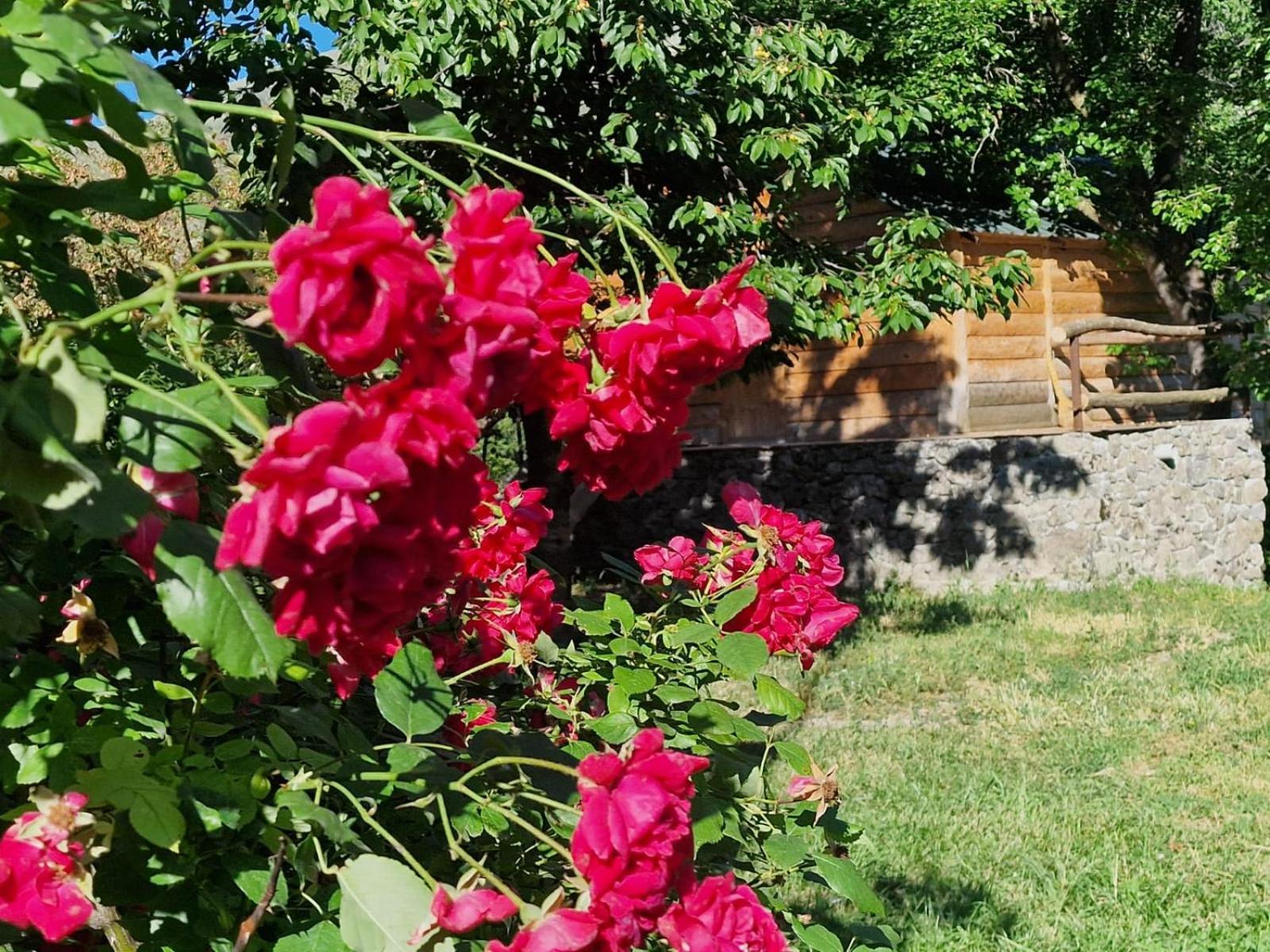 Guest House Aleksandre T'mogvi Camera foto